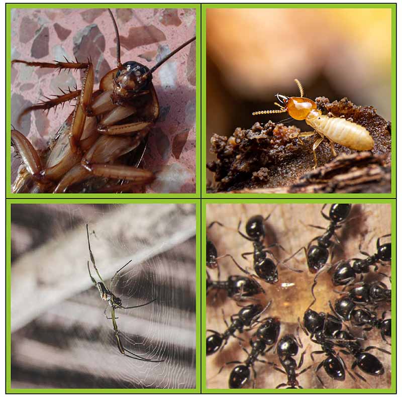 A home setting related to pest control
